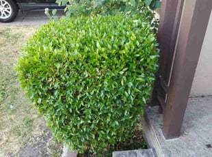 Bush Trimming by Arlus Potter for Marissa P. in San Leandro, CA