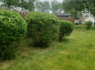 Bush Trimming by Jamil Hafeeza for Carlton D. in Willingboro, NJ