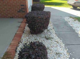 Bush Trimming by Ismael Galvez for James H. in Indian Trail, NC