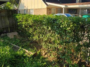 Bush Trimming by Nicole Ross for Mary H. in Houston, TX