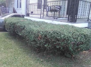 Bush Trimming by Allen Lewis for Turkessa A. in St. Louis, MO
