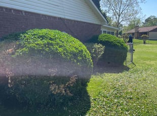 Bush Trimming by Jeffrey Curtis for Torrance B. in College Park, GA