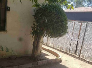 Bush Trimming by Bernardo Aragon for Monay T. in Fresno, CA