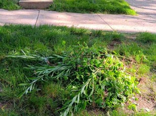 Weeding by Jennifer Owens for Bobbie K. in Madison, WI