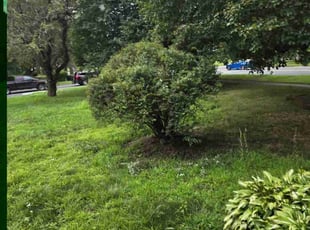 Bush Trimming by Andrew Croteau for Annita J. in Longmeadow, MA