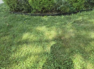 Bush Trimming by Marco Gutierrez for Annette B. in Lisle, IL