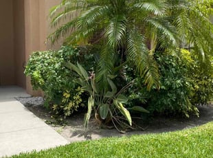 Bush Trimming by Carma Jones for Trysha R. in Ruskin, FL