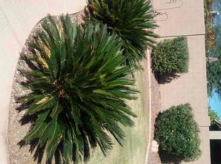 Bush Trimming by Maria Gonzalez for John G. in Mesa, AZ