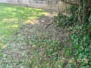Bush Trimming by Stanley Rykowski for Cynthia G. in Philadelphia, PA