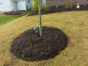 Mulching by Ismael Galvez for Maria L. in Indian Land, SC