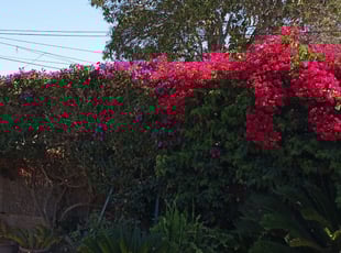 Landscaping by Jose Martinez for Sheryl L. in Compton, CA