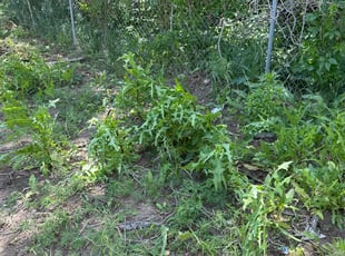 Cleanups by Rhett Lambas for Dylan M. in Denver, CO