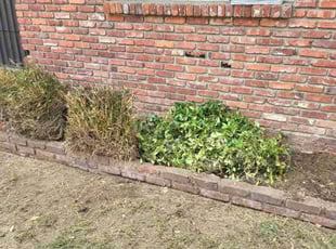 Bush Trimming by Justin Miller for Corey B. in Inglewood, CA