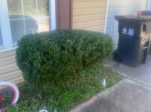Bush Trimming by Jason Kersey for Laci H. in Charlotte, NC