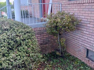 Bush Trimming by Ronaldo Hinton for Toccara J. in Bessemer, AL