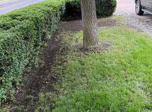 Aeration by John Christensen for Josua B. in Colorado Springs, CO