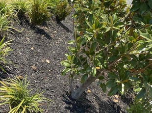 Weeding by Eduardo Santoyo for Tayzia M. in Cypress, TX