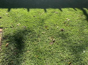Leaf Removal by Danielle Burton for Patrick T. in Baton Rouge, LA