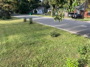 Bush Trimming by Ronald Martin for Dyrell J. in Charlotte, NC