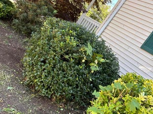 Bush Trimming by Tyler Elias for Wissa M. in North Attleborough, MA