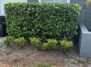 Bush Trimming by Josue Nunez for Dustin S. in Orlando, FL