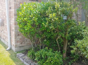 Bush Trimming by Emily Fontenot for Jay S. in Slidell, LA