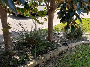 Leaf Removal by Courtney Holmes for Chris W. in Dallas, TX