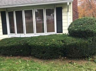 Bush Trimming by Lionel Foster for Alexis J. in Vernon, CT