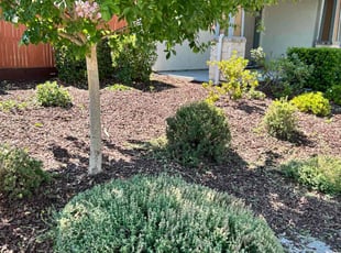 Bush Trimming by Ronald Kepley for Myisha r. in Sacramento, CA