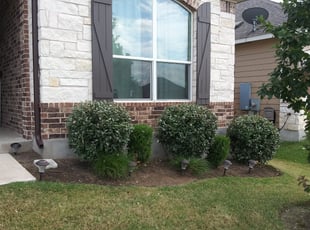 Bush Trimming by Geovanni Vargas for Dan S. in Austin, TX