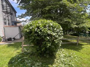 Bush Trimming by Nelson Guerrero for Beverly C. in Clifton, NJ