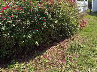 Bush Trimming by Jacob Thompson for Louis P. in Largo, FL