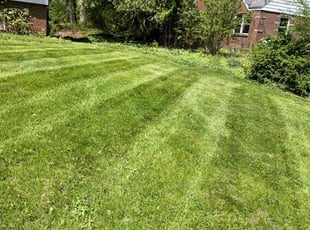 Lamont D.'s Lawn Mowing service result
