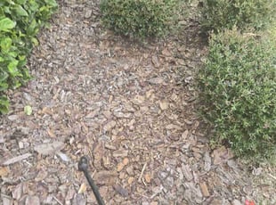Weeding by Elvis Pintado for Aida H. in Odessa, FL