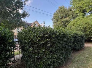 Bush Trimming by DiontrEll Davis for Inse E. in New Orleans, LA