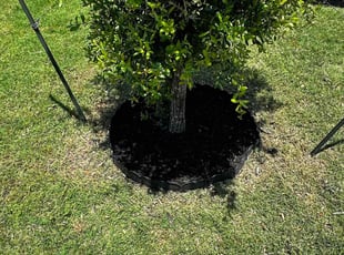 Mulching by Spencer Reed for Shan H. in Austin, TX