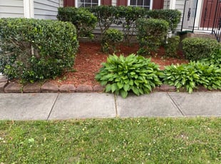 Bush Trimming by Micah Stewart for Betty R. in Charlotte, NC