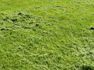 Todd S.'s Lawn Mowing service result