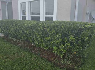 Bush Trimming by Jon Mccormick for James N. in Sanford, FL
