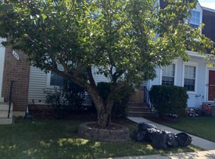 Bush Trimming by Jonathan Villatoro for Jennifer C. in Gaithersburg, MD