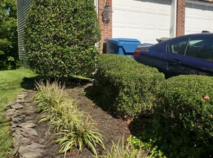 Bush Trimming by Rose Valle for Mariam E. in Springfield, VA