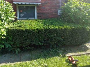 Bush Trimming by Terrance North for Scilla S. in Cincinnati, OH