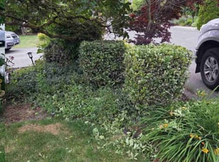 Bush Trimming by Paul Espinoza for Robert G. in Kirkland, WA
