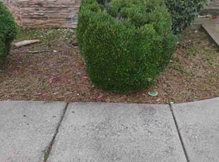 Weeding by Jayden Long for Alim B. in Lawrenceville, GA