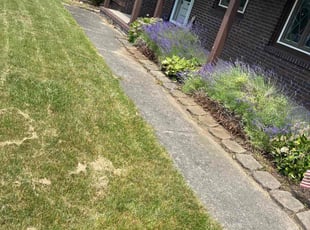 Bush Trimming by Daquan Asbury for Daniel S. in Rochester, NY