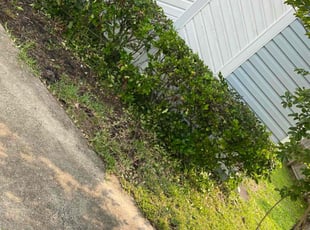 Bush Trimming by Roberto Dieuveut for Azusa R. in Orange Park, FL
