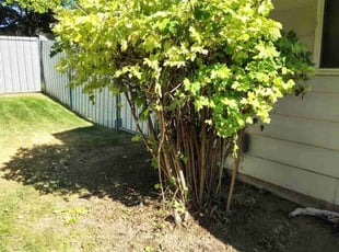 Bush Trimming by Christina Mc Donald for Kristen M. in Nampa, ID
