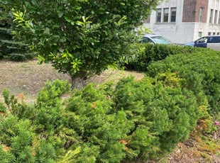 Bush Trimming by Gabreial Lloyd for Makone T. in Detroit, MI