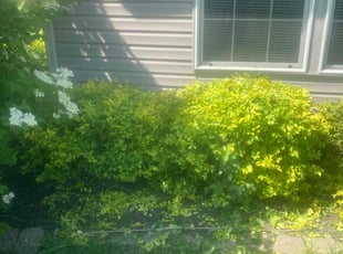 Bush Trimming by Aloric Carson for John C. in Avon, IN