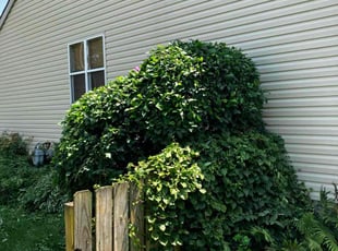 Bush Trimming by Daniel Bunch for Michael S. in Hilliard, OH